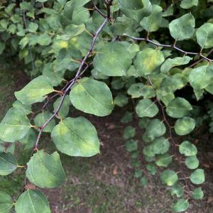 Paliurus spina-christi Mill. [1768] [nn47370] par Liliane Roubaudi le 08/10/2025 - Draguignan