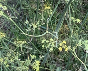 Liliane Roubaudi, le 12 octobre 2025 (Draguignan)