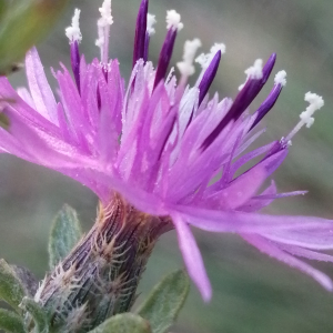 Photographie n°3341846 du taxon Centaurea paniculata subsp. paniculata