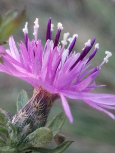 Patrick Ressayre, le 17 octobre 2025 (Bourg-Saint-Andéol)
