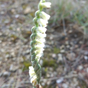 Photographie n°3344145 du taxon Spiranthes spiralis (L.) Chevall. [1827]