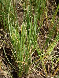 Alain Bigou, le  8 août 2024 (Aragnouet (Montagne d'Aumar))