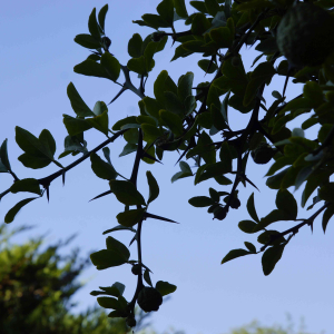 Cereus repandus monstruossus