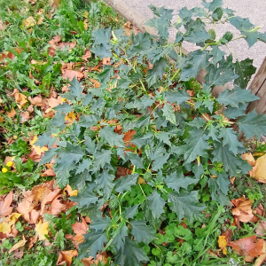 Datura stramonium L. [1753]