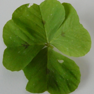 Photographie n°3346845 du taxon Medicago arabica (L.) Huds. [1762]