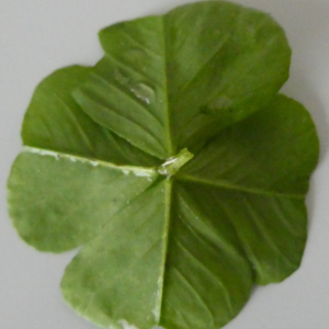 Photographie n°3346846 du taxon Medicago arabica (L.) Huds. [1762]