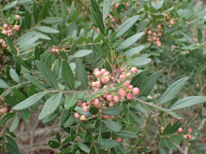 Sylvain Piry, le  2 novembre 2025 (France, Hérault, Les Matelles, Crête de la Tour de Vias (132 m) (France, Hérault, Les Matelles, Crête de la Tour de Vias (132 m)))