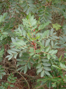Sylvain Piry, le  2 novembre 2025 (France, Hérault, Les Matelles, Crête de la Tour de Vias (132 m) (France, Hérault, Les Matelles, Crête de la Tour de Vias (132 m)))