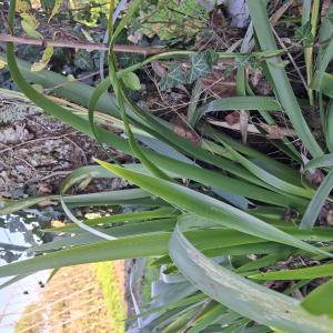 Iris foetidissima L. [1753] [nn35917] par Bernard Legendre le 06/11/2025 - Ambérieu-en-Bugey