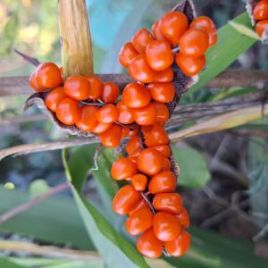 Iris foetidissima L. [1753] [nn35917] par Bernard Legendre le 06/11/2025 - Ambérieu-en-Bugey
