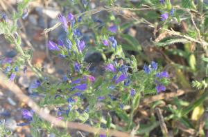 Jean-Claude Lincker, le  7 août 2025 (Port-la-Nouvelle)