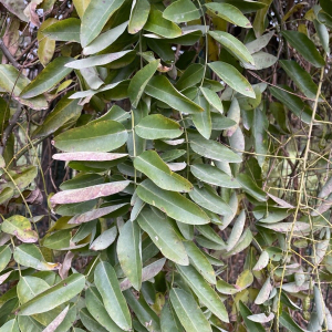 Styphnolobium japonicum