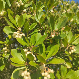 Arbutus unedo