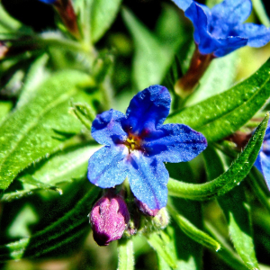 Aegonychon purpurocaeruleum