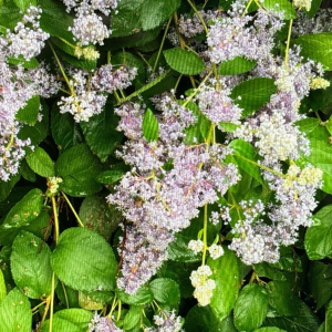 Ceanothus americanus