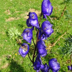 Aconitum napellus L. [1753] [nn562] par Alain Bigou le 19/08/2024 - Gèdre