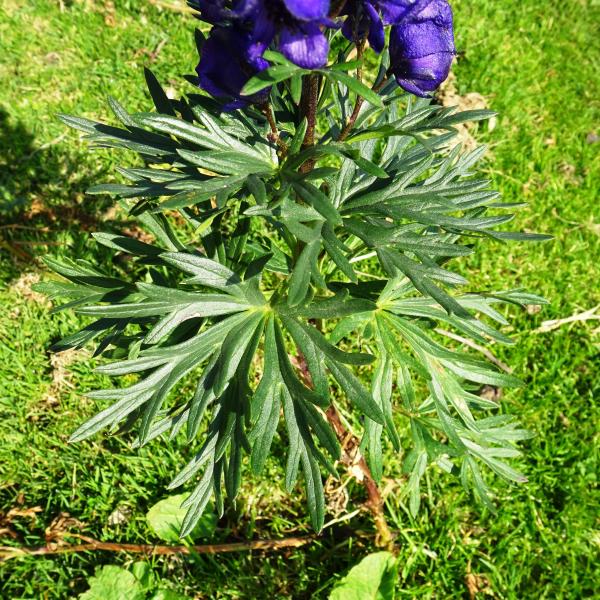 Aconitum napellus L. [1753] [nn562] par Alain Bigou le 19/08/2024 - Gèdre