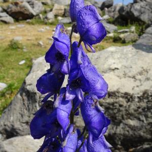 Aconitum napellus L. [1753] [nn562] par Alain Bigou le 19/08/2024 - Gèdre
