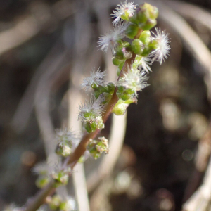 Triglochin laxiflora Guss. [1825]