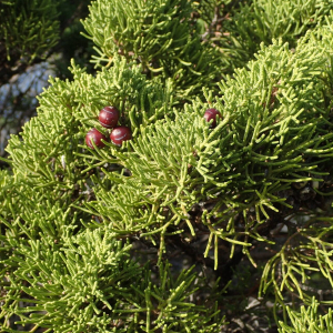 Juniperus phoenicea subsp. turbinata (Guss.) Nyman [1881]