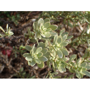Thymelaea tartonraira (L.) All. subsp. tartonraira (Passerine tartonraire)