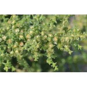 Kali tragus (L.) Scop. (Herbe au verre)