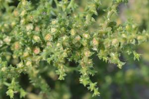 Jean-Claude Lincker, le  7 août 2025 (Port-la-Nouvelle)