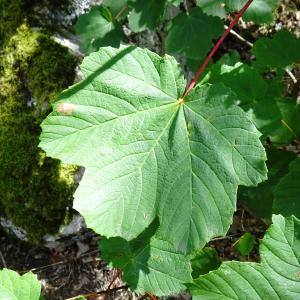 Photographie n°3352078 du taxon Acer opalus Mill. [1768]