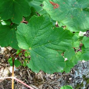 Photographie n°3352079 du taxon Acer opalus Mill. [1768]