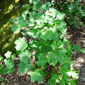 Photographie n°3352080 du taxon Acer opalus Mill. [1768]