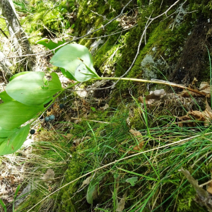 Polygonatum odoratum