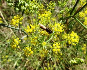 Alain Bigou, le 10 septembre 2024 (Lumbier (Foz de Lumbier))