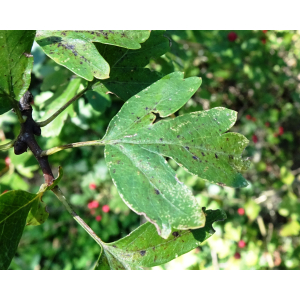 Crataegus ×subsphaerica Gand. (Aubépine à style bombé)