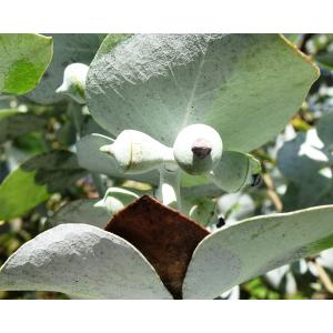 Eucalyptus pulverulenta Sims