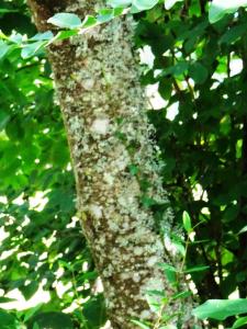 Alain Bigou, le 24 septembre 2024 (Saint-Sardos (La Bergerette))