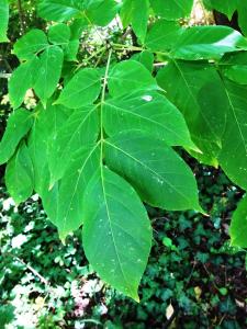 Alain Bigou, le 24 septembre 2024 (Saint-Sardos (La Bergerette))