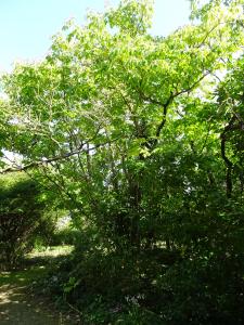 Alain Bigou, le 24 septembre 2024 (Saint-Sardos (La Bergerette))