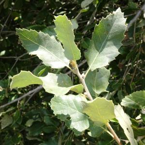 Quercus ithaburensis Decne.