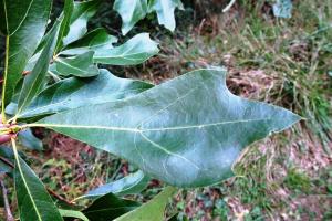 Alain Bigou, le 24 septembre 2024 (Saint-Sardos (La Bergerette))