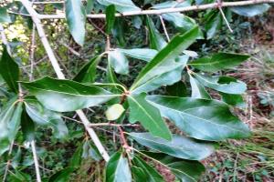 Alain Bigou, le 24 septembre 2024 (Saint-Sardos (La Bergerette))