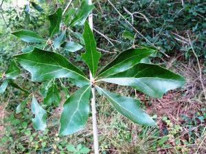 Alain Bigou, le 24 septembre 2024 (Saint-Sardos (La Bergerette))