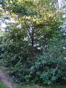 Alain Bigou, le 24 septembre 2024 (Saint-Sardos (La Bergerette))