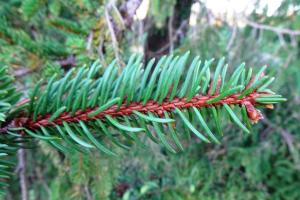 Alain Bigou, le 11 octobre 2024 (Lasseube (Arboretum de Payssas))