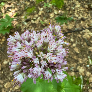 Adenostyles alliariae