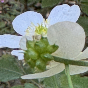 Ranunculus platanifolius