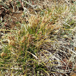 Carex humilis