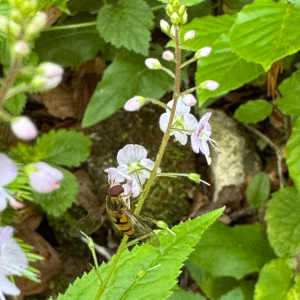 Veronica urticifolia