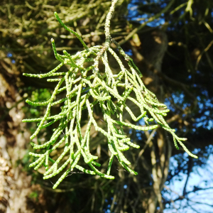Callitropsis macrocarpa (Hartw. ex Gordon) D.P.Little (Cyprès à gros fruits)