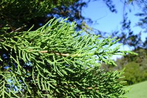 Alain Bigou, le 11 octobre 2024 (Lasseube (Arboretum de Payssas))