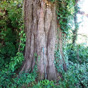 Cupressus macrocarpa Hartw. ex Gordon [1849] [nn20273] par Alain Bigou le 11/10/2024 - Lasseube